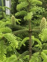 Abies Nordmanniana - imagine 2