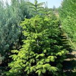 Abies Nordmanniana