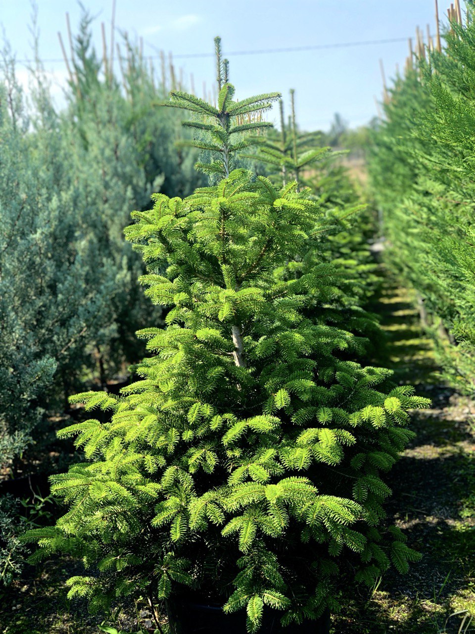 Abies nordmanniana Abies Nordmanniana - imagine 1
