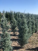 Juniperus Moonglow - imagine 3