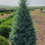Juniperus Moonglow