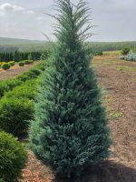 Juniperus Moonglow