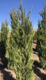 Juniperus Spartan - imagine 2