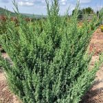 Juniperus Stricta