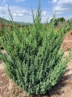 Juniperus Stricta