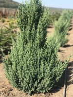 Juniperus Stricta - imagine 2