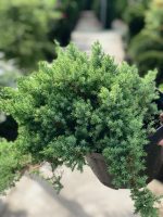 Juniperus procumbens ‘Nana’