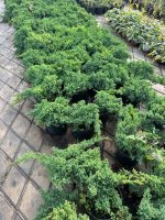 Juniperus procumbens ‘Nana’ - imagine 2