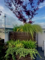 Juniperus procumbens ‘Nana’ - imagine 3