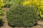 Picea Nidiformis