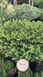 Picea Nidiformis - imagine 3