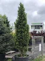Picea Cupressina - imagine 2