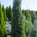 Picea Cupressina