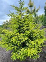 Picea Aureospicata - imagine 4
