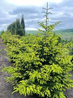 Picea Aureospicata