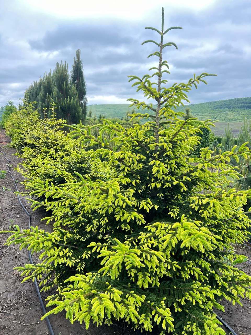 Picea abies ‘Aureospicata’ Picea Aureospicata - imagine 1