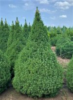 Picea Conica - imagine 2