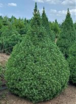 Picea Conica