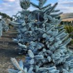 Picea Hoopsii