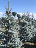 Picea Hoopsii - imagine 6