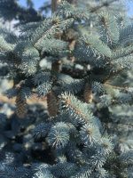 Picea Hoopsii - imagine 2