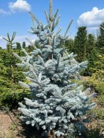 Picea Hoopsii - imagine 5