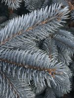 Picea Hoopsii - imagine 3