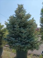 Picea pungens Glauca - imagine 2