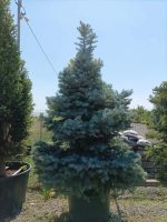Picea pungens Glauca - imagine 4