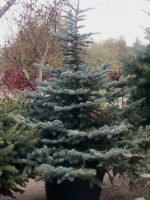 Picea pungens Glauca - imagine 5