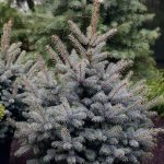 Picea pungens Glauca