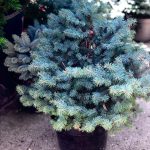 Picea Glauca Globosa