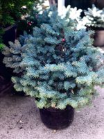 Picea Glauca Globosa