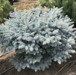 Picea Glauca Globosa - imagine 2