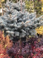 Picea Glauca Globosa PA - imagine 2