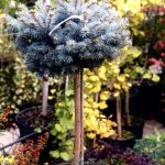 Picea Glauca Globosa PA