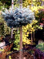 Picea Glauca Globosa PA