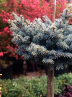 Picea Glauca Globosa PA - imagine 3