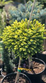 Picea glauca ‘Cecilia’ PA - imagine 2