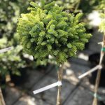 Picea glauca ‘Cecilia’ PA