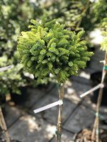Picea glauca ‘Cecilia’ PA