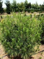 Pinus Umbraculifera - imagine 2