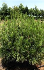 Pinus Umbraculifera