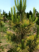 Pinus Goldfingers - imagine 3
