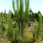 Pinus Goldfingers