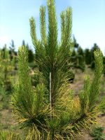 Pinus Goldfingers