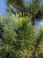 Pinus Goldfingers - imagine 2