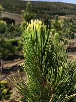 Pinus Goldfingers - imagine 4