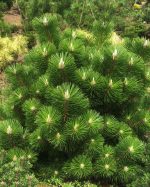 Pinus Hornibrokiana - imagine 2