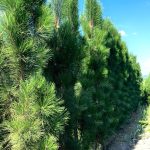 Pinus Mollette